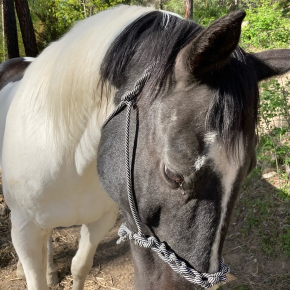 My gorgeous quarter paint Chief 💕 - Picture 6 of 8